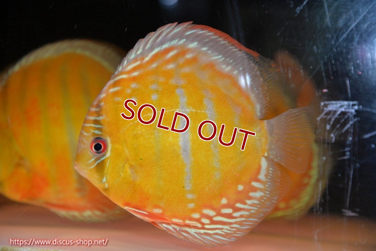 画像1: 【ワイルドディスカス】【通販】【未開の新産地個体】ラーゴサポ スーパークリムゾンレッド【個体販売】15-16cm（生体）ラーゴサポ産 (1)