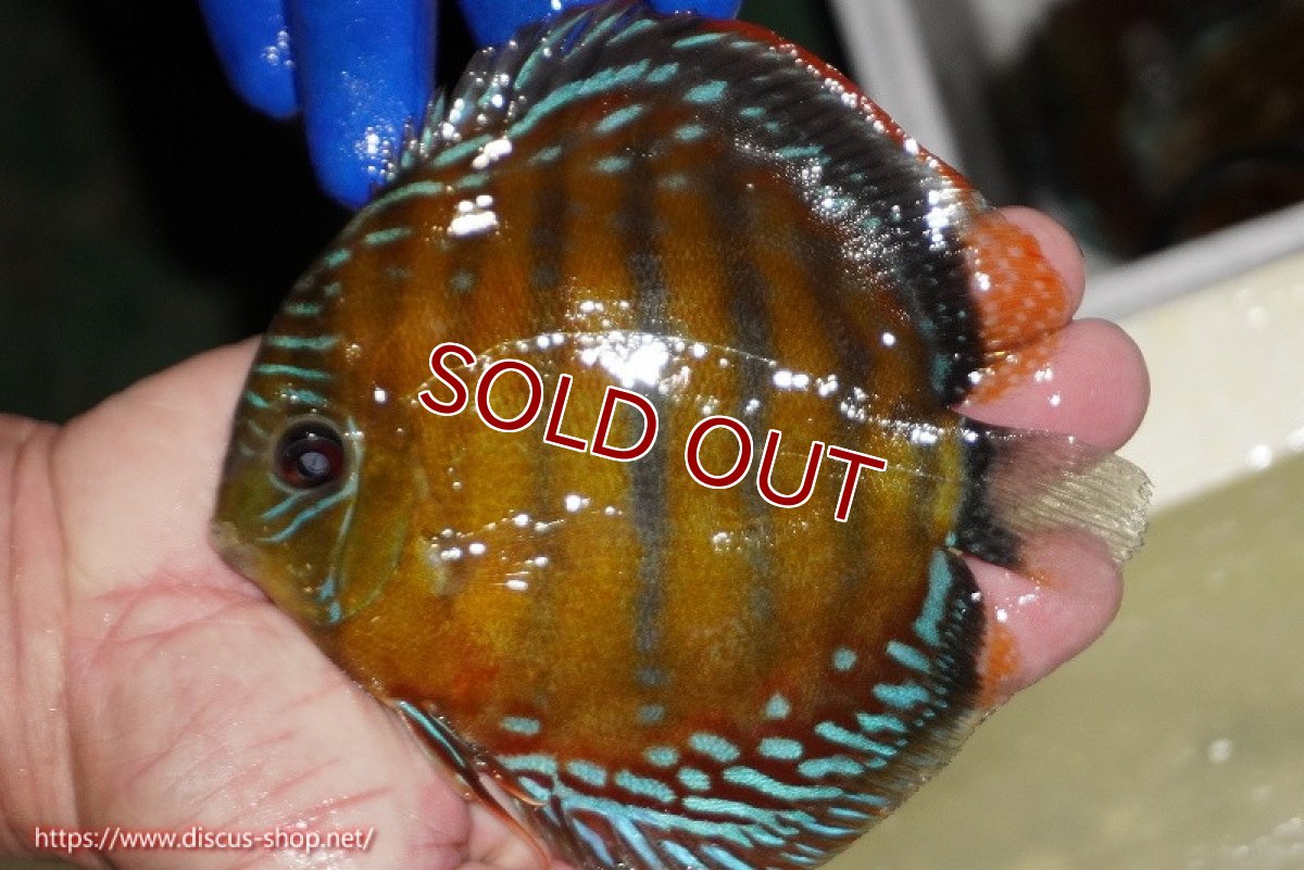 画像2: 【ワイルドディスカス】【通販】【未開の新産地個体】ラーゴサポ スーパークリムゾンレッド【個体販売】15-16cm（生体）ラーゴサポ産 (2)