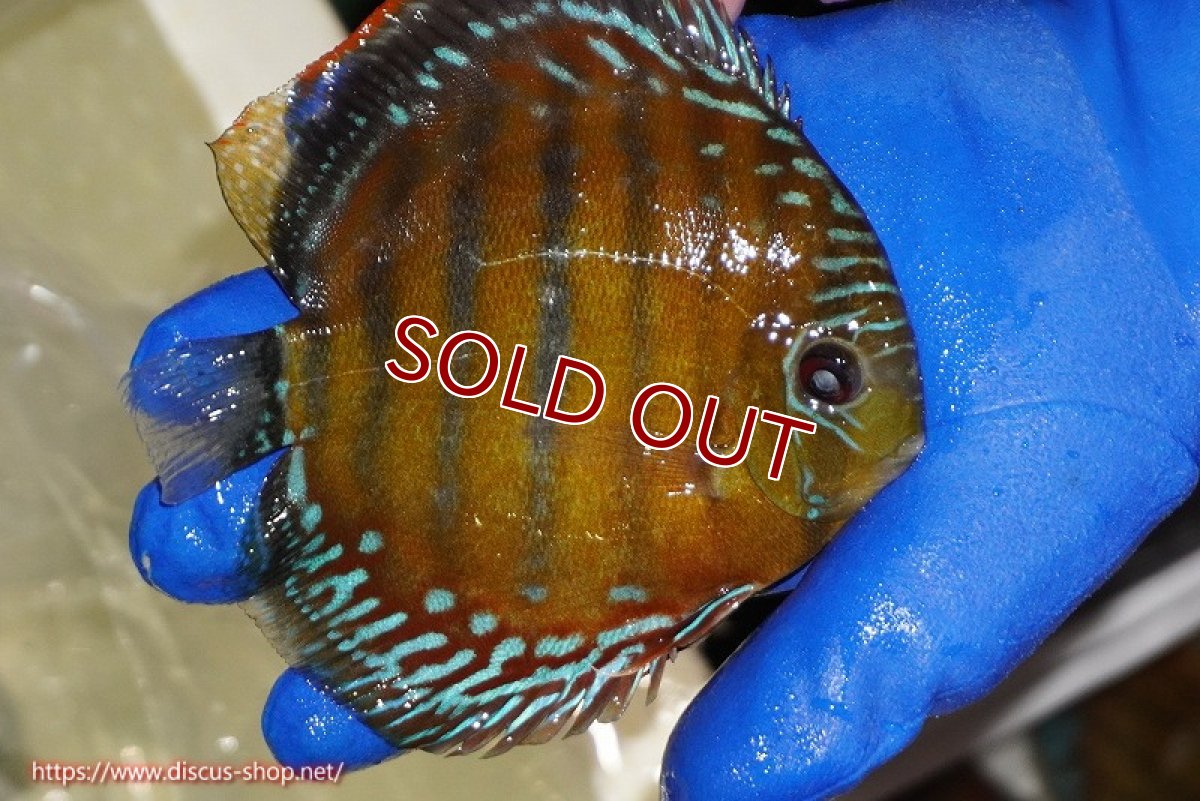 画像3: 【ワイルドディスカス】【通販】【未開の新産地個体】ラーゴサポ スーパークリムゾンレッド【個体販売】15-16cm（生体）ラーゴサポ産 (3)