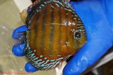 画像3: 【ワイルドディスカス】【通販】【未開の新産地個体】ラーゴサポ スーパークリムゾンレッド【個体販売】15-16cm（生体）ラーゴサポ産 (3)