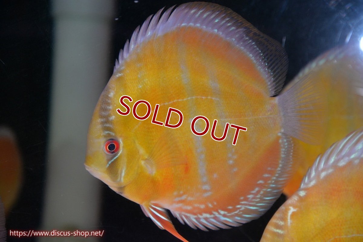 画像1: 【ワイルドディスカス】【通販】【未開の新産地個体】ラーゴサポ スーパークリムゾンレッド【個体販売】15-16cm（生体）ラーゴサポ産 (1)