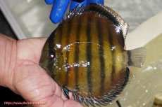 画像1: 【ワイルドディスカス】【通販】【未開の新産地個体】ラーゴサポ スーパークリムゾンレッド【個体販売】15-16cm（生体）(生体)ラーゴサポ産 (1)