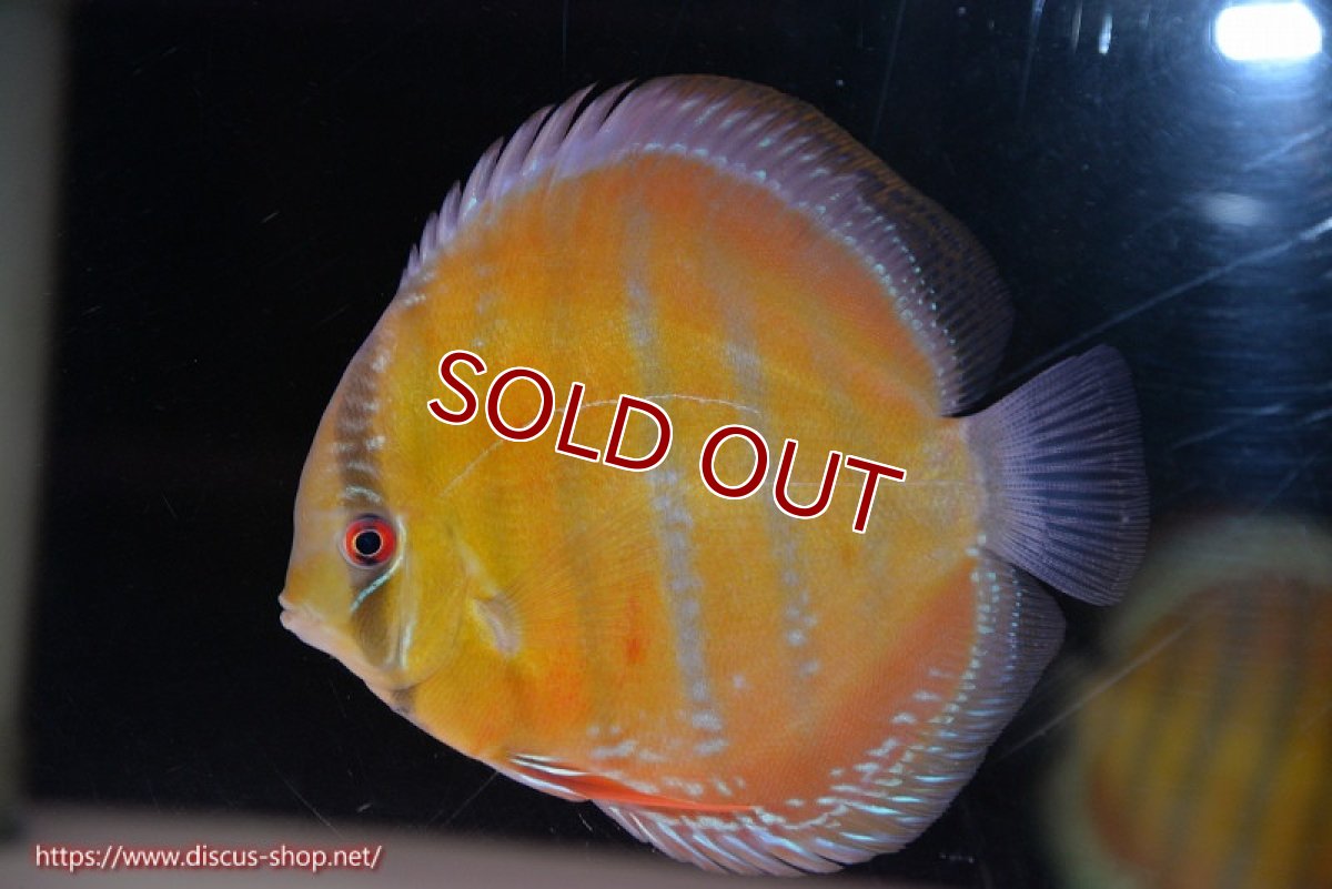 画像2: 【ワイルドディスカス】【通販】【未開の新産地個体】ラーゴサポ スーパークリムゾンレッド【個体販売】15-16cm（生体）ラーゴサポ産 (2)