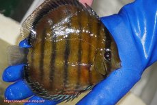 画像2: 【ワイルドディスカス】【通販】【未開の新産地個体】ラーゴサポ スーパークリムゾンレッド【個体販売】15-16cm（生体）(生体)ラーゴサポ産 (2)