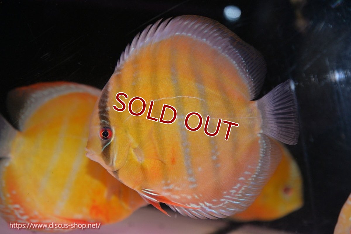 画像3: 【ワイルドディスカス】【通販】【未開の新産地個体】ラーゴサポ スーパークリムゾンレッド【個体販売】15-16cm（生体）ラーゴサポ産 (3)