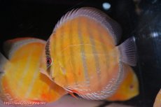 画像3: 【ワイルドディスカス】【通販】【未開の新産地個体】ラーゴサポ スーパークリムゾンレッド【個体販売】15-16cm（生体）ラーゴサポ産 (3)