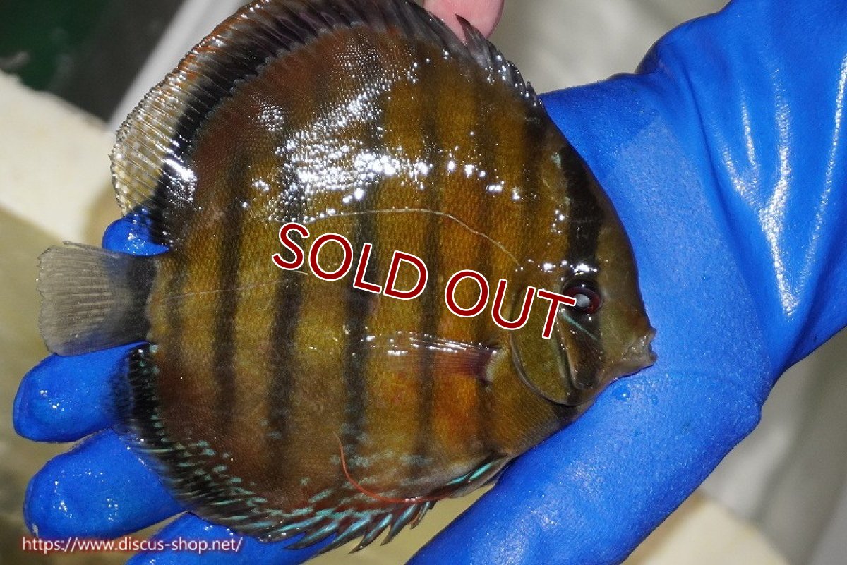 画像5: 【ワイルドディスカス】【通販】【未開の新産地個体】ラーゴサポ スーパークリムゾンレッド【個体販売】15-16cm（生体）ラーゴサポ産 (5)