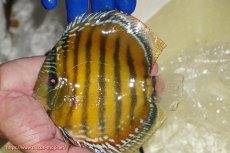 画像1: 【ワイルドディスカス】【通販】【未開の新産地個体】ラーゴサポ スーパークリムゾンレッド【個体販売】15-16cm（生体）(生体)ラーゴサポ産 (1)