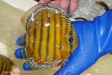 画像4: 【ウィンターセール クーポンご利用で更に10％OFF対象商品】【ワイルドディスカス】【通販】【未開の新産地個体】ラーゴサポ スーパークリムゾンレッド【個体販売】15-16cm（生体）ラーゴサポ産 (4)