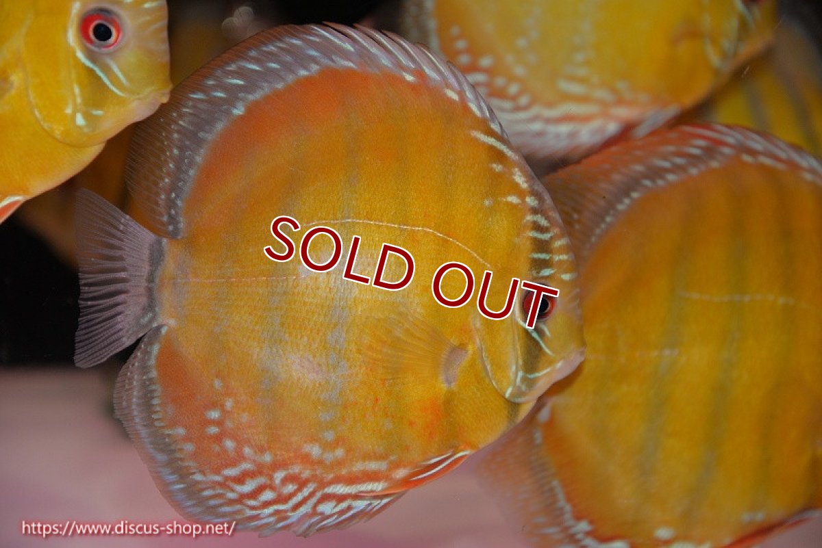 画像1: 【ワイルドディスカス】【通販】【未開の新産地個体】ラーゴサポ スーパークリムゾンレッド【個体販売】15-16cm（生体）ラーゴサポ産 (1)