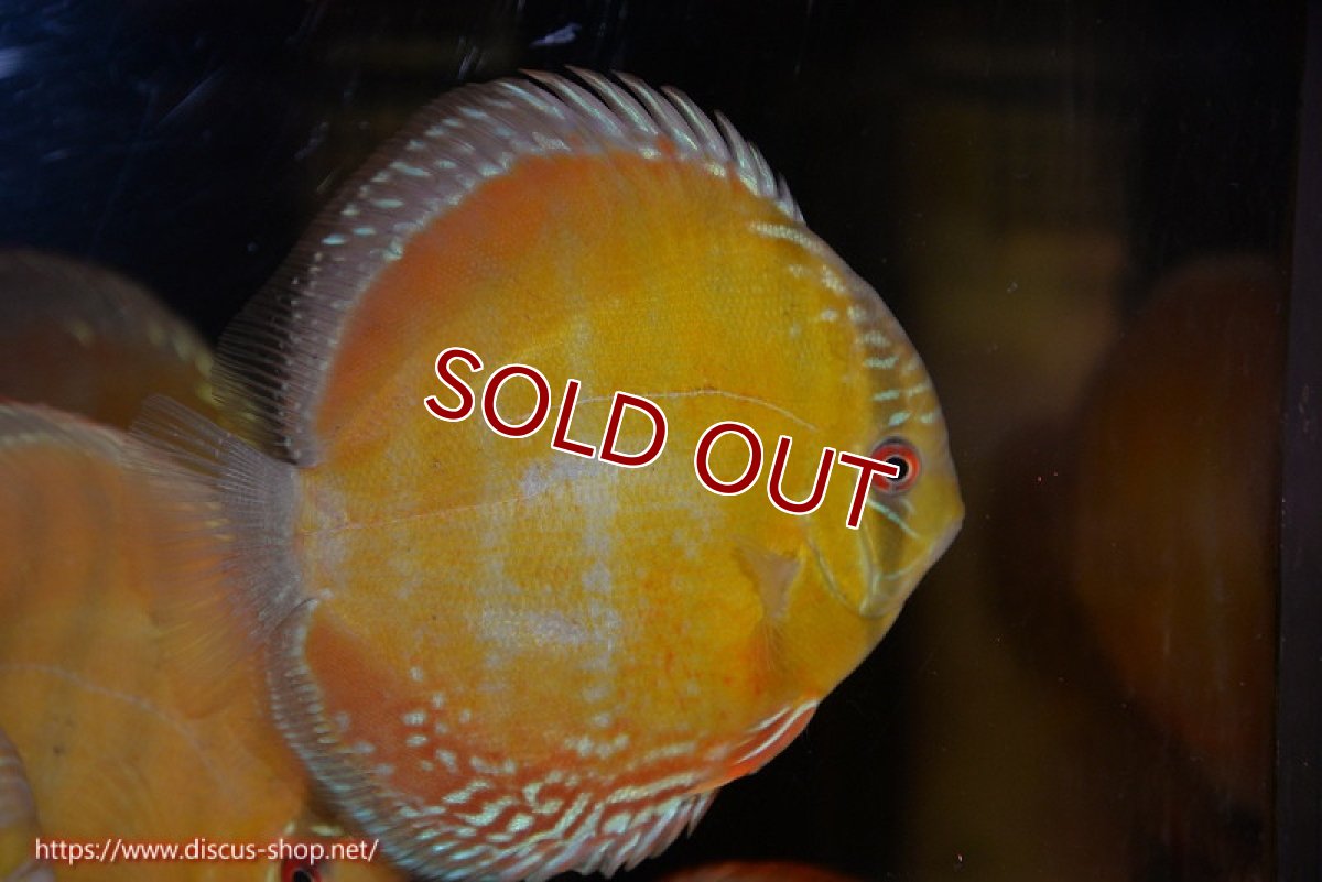 画像3: 【ワイルドディスカス】【通販】【未開の新産地個体】ラーゴサポ スーパークリムゾンレッド【個体販売】15-16cm（生体）ラーゴサポ産 (3)