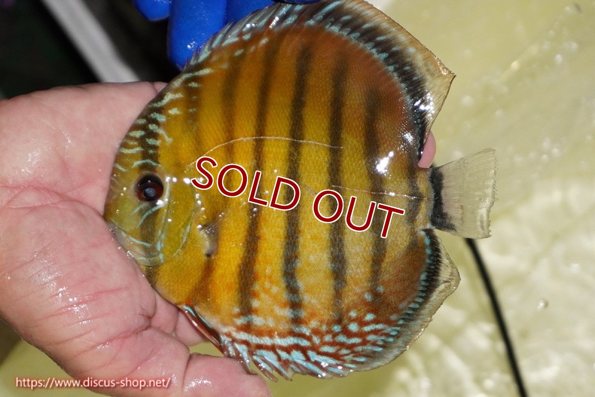 画像4: 【ワイルドディスカス】【通販】【未開の新産地個体】ラーゴサポ スーパークリムゾンレッド【個体販売】15-16cm（生体）ラーゴサポ産 (4)