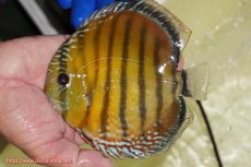 画像4: 【ワイルドディスカス】【通販】【未開の新産地個体】ラーゴサポ スーパークリムゾンレッド【個体販売】15-16cm（生体）ラーゴサポ産 (4)