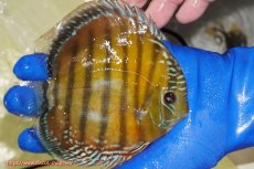 画像5: 【ワイルドディスカス】【通販】【未開の新産地個体】ラーゴサポ スーパークリムゾンレッド【個体販売】15-16cm（生体）ラーゴサポ産 (5)