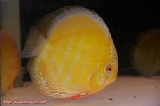 画像1: 【ワイルドディスカス】【通販】【未開の新産地個体】ラーゴサポ クリムゾンレッド【個体販売】15-16cm（生体）ラーゴサポ産 (1)