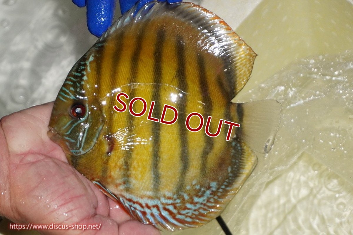 画像2: 【ワイルドディスカス】【通販】【未開の新産地個体】ラーゴサポ クリムゾンレッド【個体販売】15-16cm（生体）ラーゴサポ産 (2)