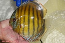 画像2: 【ワイルドディスカス】【通販】【未開の新産地個体】ラーゴサポ クリムゾンレッド【個体販売】15-16cm（生体）ラーゴサポ産 (2)