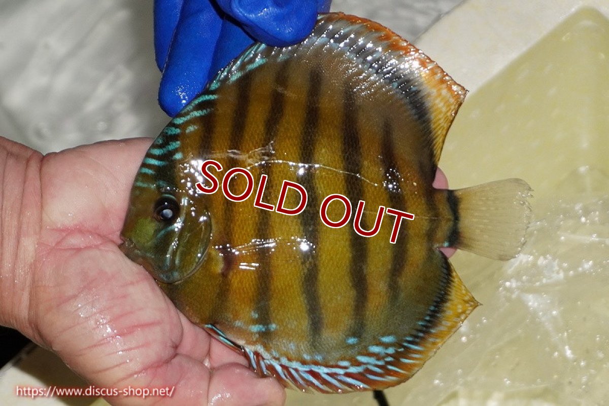 画像1: 【ワイルドディスカス】【通販】【未開の新産地個体】ラーゴサポ クリムゾンレッド【個体販売】15-16cm（生体）(生体)ラーゴサポ産 (1)