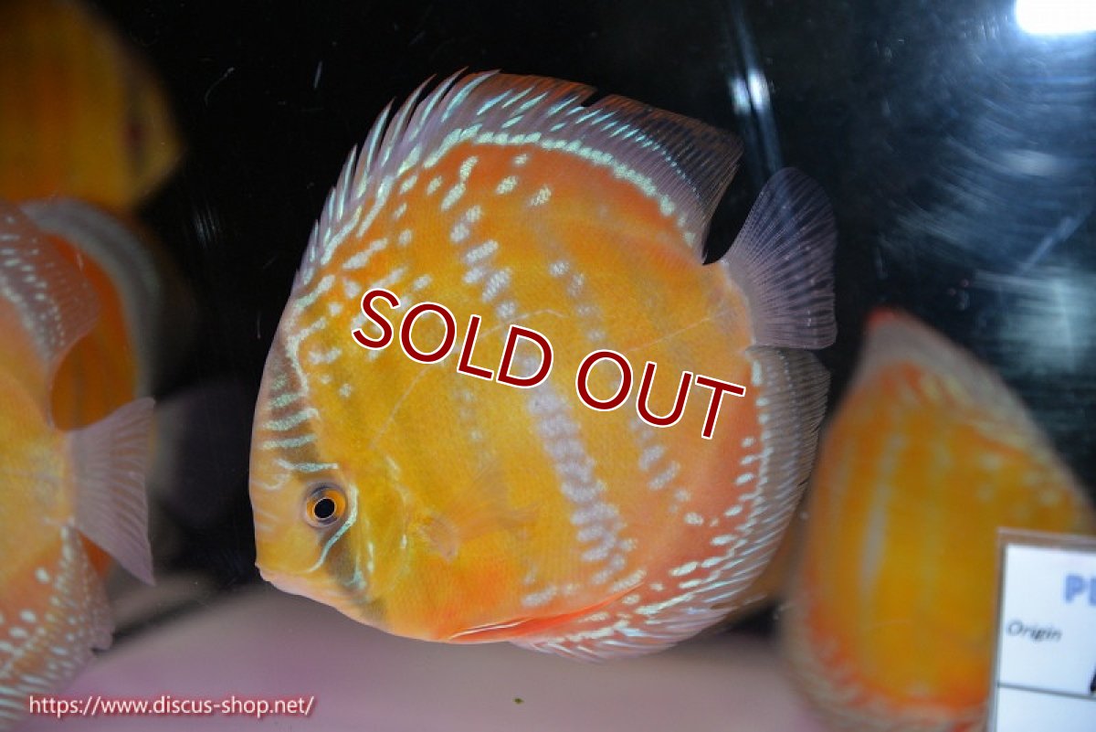 画像1: 【ワイルドディスカス】【通販】【未開の新産地個体】ラーゴサポ クリムゾンレッド【個体販売】14-15cm（生体）ラーゴサポ産 (1)