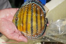 画像1: 【ワイルドディスカス】【通販】【未開の新産地個体】ラーゴサポ クリムゾンレッド【個体販売】14-15cm（生体）(生体)ラーゴサポ産 (1)