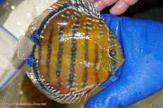 画像2: 【ワイルドディスカス】【通販】【未開の新産地個体】ラーゴサポ クリムゾンレッド【個体販売】14-15cm（生体）(生体)ラーゴサポ産 (2)
