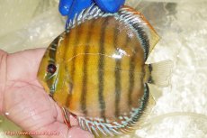 画像1: 【ワイルドディスカス】【通販】【未開の新産地個体】ラーゴサポ クリムゾンレッド【個体販売】15-16cm（生体）(生体)ラーゴサポ産 (1)