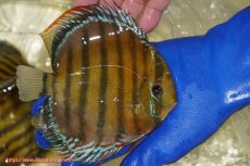 画像2: 【ワイルドディスカス】【通販】【未開の新産地個体】ラーゴサポ クリムゾンレッド【個体販売】15-16cm（生体）(生体)ラーゴサポ産 (2)