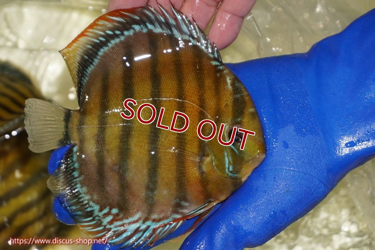 画像4: 【ワイルドディスカス】【通販】【未開の新産地個体】ラーゴサポ クリムゾンレッド【個体販売】15-16cm（生体）ラーゴサポ産 (4)