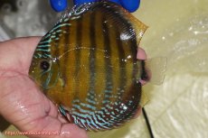 画像1: 【ワイルドディスカス】【通販】【未開の新産地個体】ラーゴサポ クリムゾンレッド【個体販売】15-16cm（生体）(生体)ラーゴサポ産 (1)