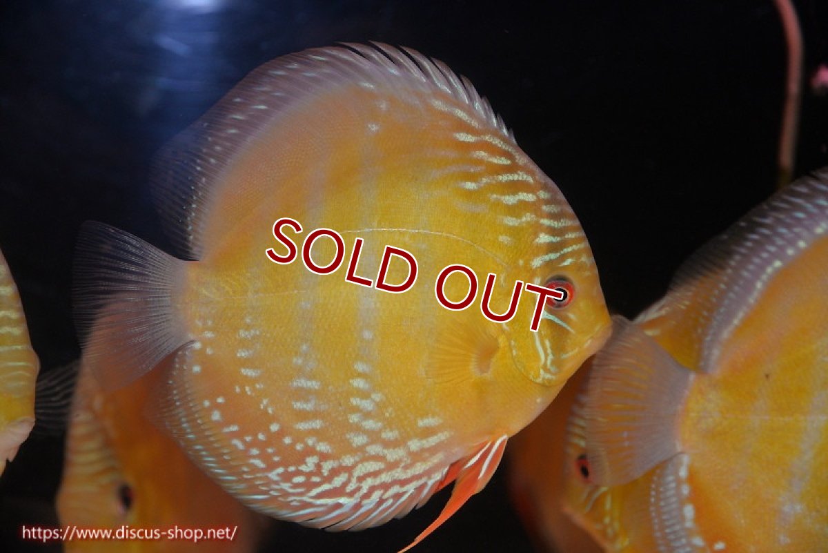 画像2: 【ワイルドディスカス】【通販】【未開の新産地個体】ラーゴサポ クリムゾンレッド【個体販売】15-16cm（生体）ラーゴサポ産 (2)