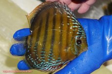 画像2: 【ワイルドディスカス】【通販】【未開の新産地個体】ラーゴサポ クリムゾンレッド【個体販売】15-16cm（生体）(生体)ラーゴサポ産 (2)