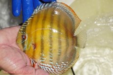 画像1: 【ワイルドディスカス】【通販】【未開の新産地個体】ラーゴサポ クリムゾンレッド【個体販売】15-16cm（生体）(生体)ラーゴサポ産 (1)