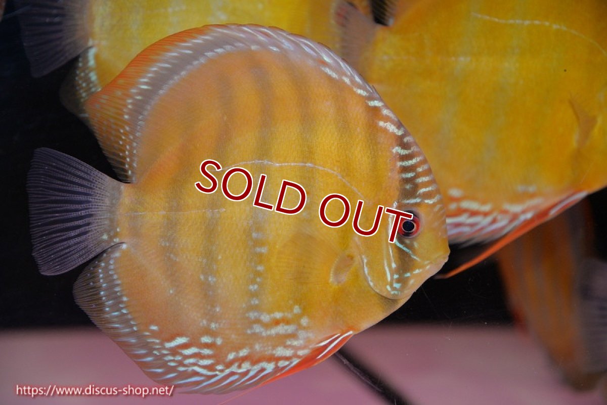 画像2: 【決算セール クーポンご利用で更に10％OFF対象商品】【ワイルドディスカス】【通販】【未開の新産地個体】ラーゴサポ クリムゾンレッド【個体販売】15-16cm（生体）ラーゴサポ産 (2)