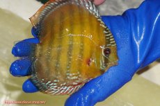 画像2: 【ワイルドディスカス】【通販】【未開の新産地個体】ラーゴサポ クリムゾンレッド【個体販売】15-16cm（生体）(生体)ラーゴサポ産 (2)