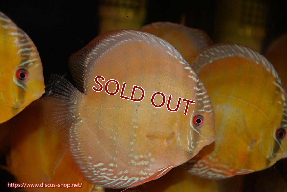 画像3: 【決算セール クーポンご利用で更に10％OFF対象商品】【ワイルドディスカス】【通販】【未開の新産地個体】ラーゴサポ クリムゾンレッド【個体販売】15-16cm（生体）ラーゴサポ産 (3)