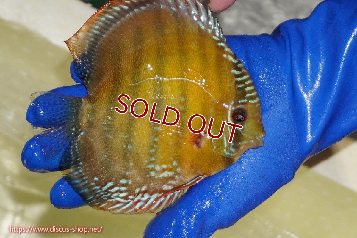 画像5: 【決算セール クーポンご利用で更に10％OFF対象商品】【ワイルドディスカス】【通販】【未開の新産地個体】ラーゴサポ クリムゾンレッド【個体販売】15-16cm（生体）ラーゴサポ産 (5)