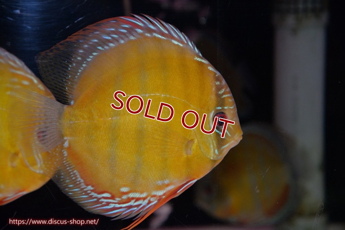 画像1: 【ワイルドディスカス】【通販】【未開の新産地個体】ラーゴサポ クリムゾンレッド【個体販売】15-16cm（生体）ラーゴサポ産 (1)