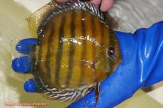 画像2: 【ワイルドディスカス】【通販】【未開の新産地個体】ラーゴサポ クリムゾンレッド【個体販売】15-16cm（生体）(生体)ラーゴサポ産 (2)
