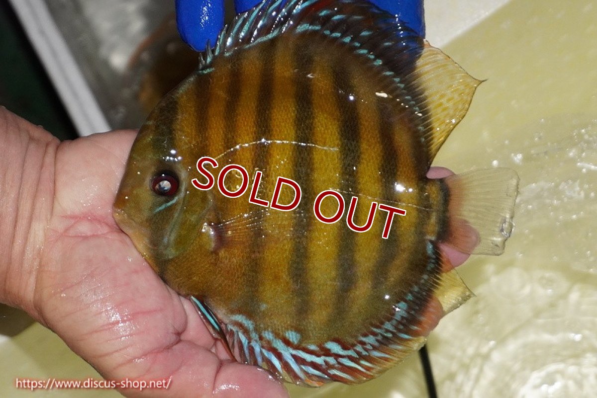 画像3: 【ワイルドディスカス】【通販】【未開の新産地個体】ラーゴサポ クリムゾンレッド【個体販売】15-16cm（生体）ラーゴサポ産 (3)