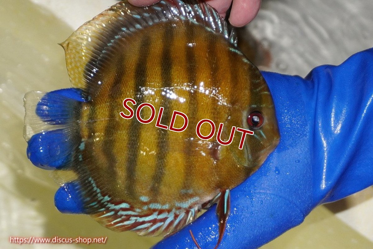 画像4: 【ワイルドディスカス】【通販】【未開の新産地個体】ラーゴサポ クリムゾンレッド【個体販売】15-16cm（生体）ラーゴサポ産 (4)