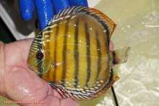 画像1: 【ワイルドディスカス】【通販】【未開の新産地個体】ラーゴサポ クリムゾンレッド【個体販売】15-16cm（生体）(生体)ラーゴサポ産 (1)