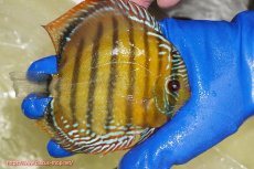 画像2: 【ワイルドディスカス】【通販】【未開の新産地個体】ラーゴサポ クリムゾンレッド【個体販売】15-16cm（生体）(生体)ラーゴサポ産 (2)