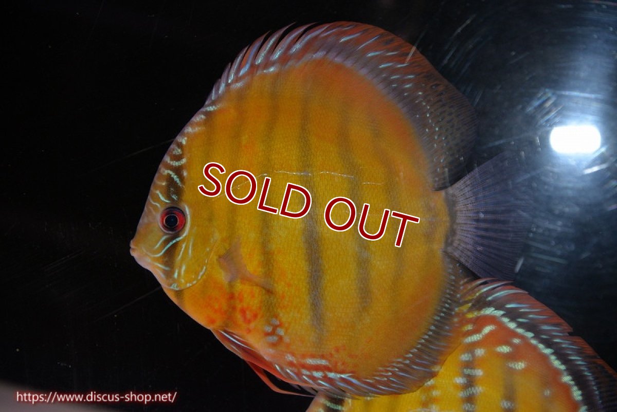 画像1: 【ワイルドディスカス】【通販】【未開の新産地個体】ラーゴサポ クリムゾンレッド【個体販売】15-16cm（生体）ラーゴサポ産 (1)