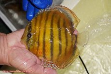 画像1: 【ワイルドディスカス】【通販】【未開の新産地個体】ラーゴサポ クリムゾンレッド【個体販売】15-16cm（生体）(生体)ラーゴサポ産 (1)