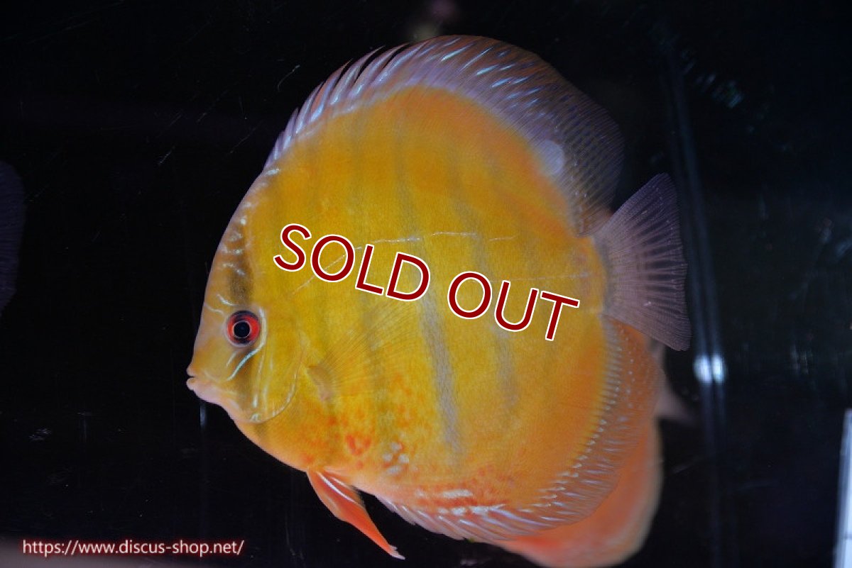 画像2: 【ワイルドディスカス】【通販】【未開の新産地個体】ラーゴサポ クリムゾンレッド【個体販売】15-16cm（生体）ラーゴサポ産 (2)