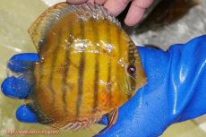 画像2: 【ワイルドディスカス】【通販】【未開の新産地個体】ラーゴサポ クリムゾンレッド【個体販売】15-16cm（生体）(生体)ラーゴサポ産 (2)