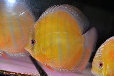 画像3: 【ウィンターセール クーポンご利用で更に10％OFF対象商品】【ワイルドディスカス】【通販】【未開の新産地個体】ラーゴサポ クリムゾンレッド【個体販売】15-16cm（生体）ラーゴサポ産 (3)