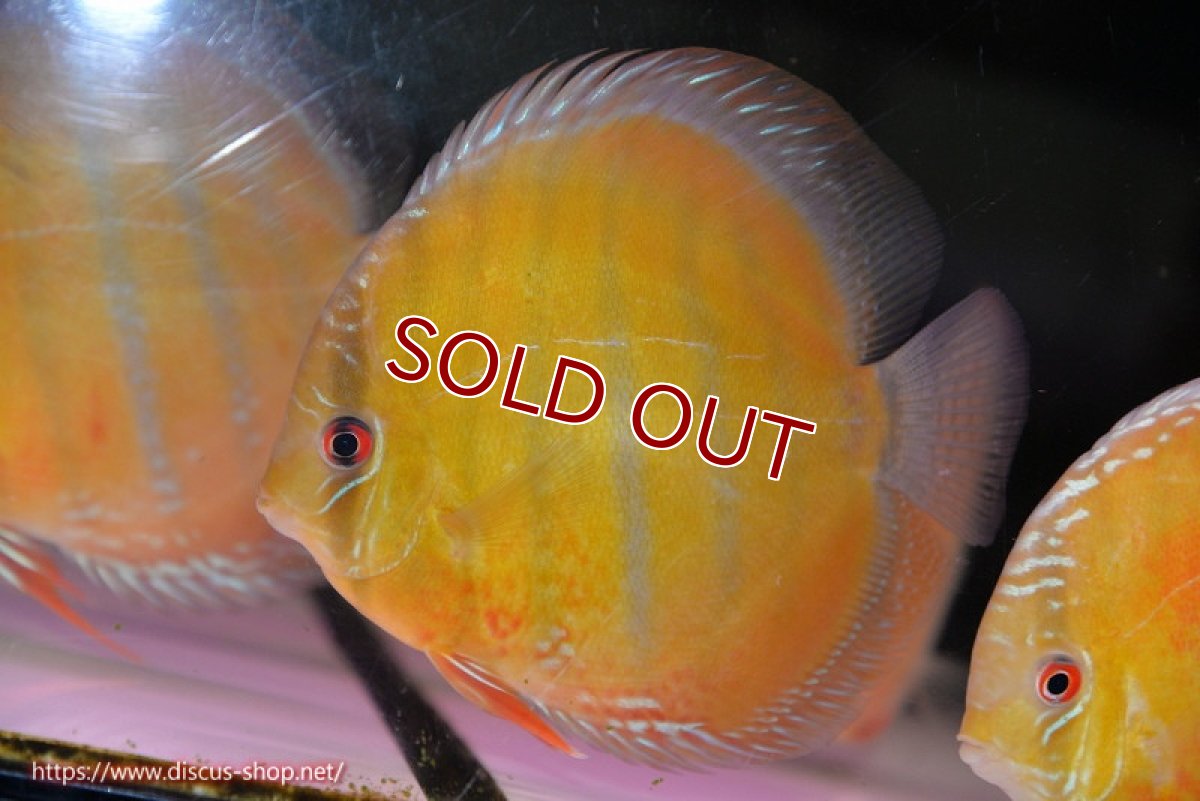 画像4: 【ワイルドディスカス】【通販】【未開の新産地個体】ラーゴサポ クリムゾンレッド【個体販売】15-16cm（生体）ラーゴサポ産 (4)