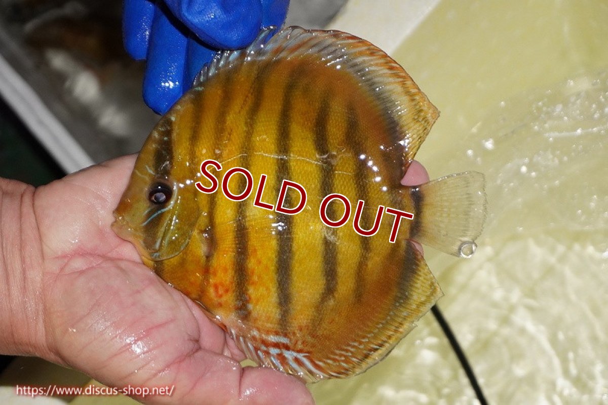 画像5: 【ワイルドディスカス】【通販】【未開の新産地個体】ラーゴサポ クリムゾンレッド【個体販売】15-16cm（生体）ラーゴサポ産 (5)