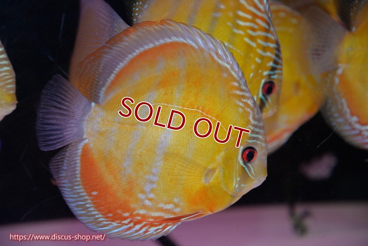 画像1: 【ワイルドディスカス】【通販】【未開の新産地個体】ラーゴサポ クリムゾンレッド【個体販売】15-16cm（生体）ラーゴサポ産 (1)